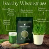 Wheatgrass_Powder_2000-2000_3.webp